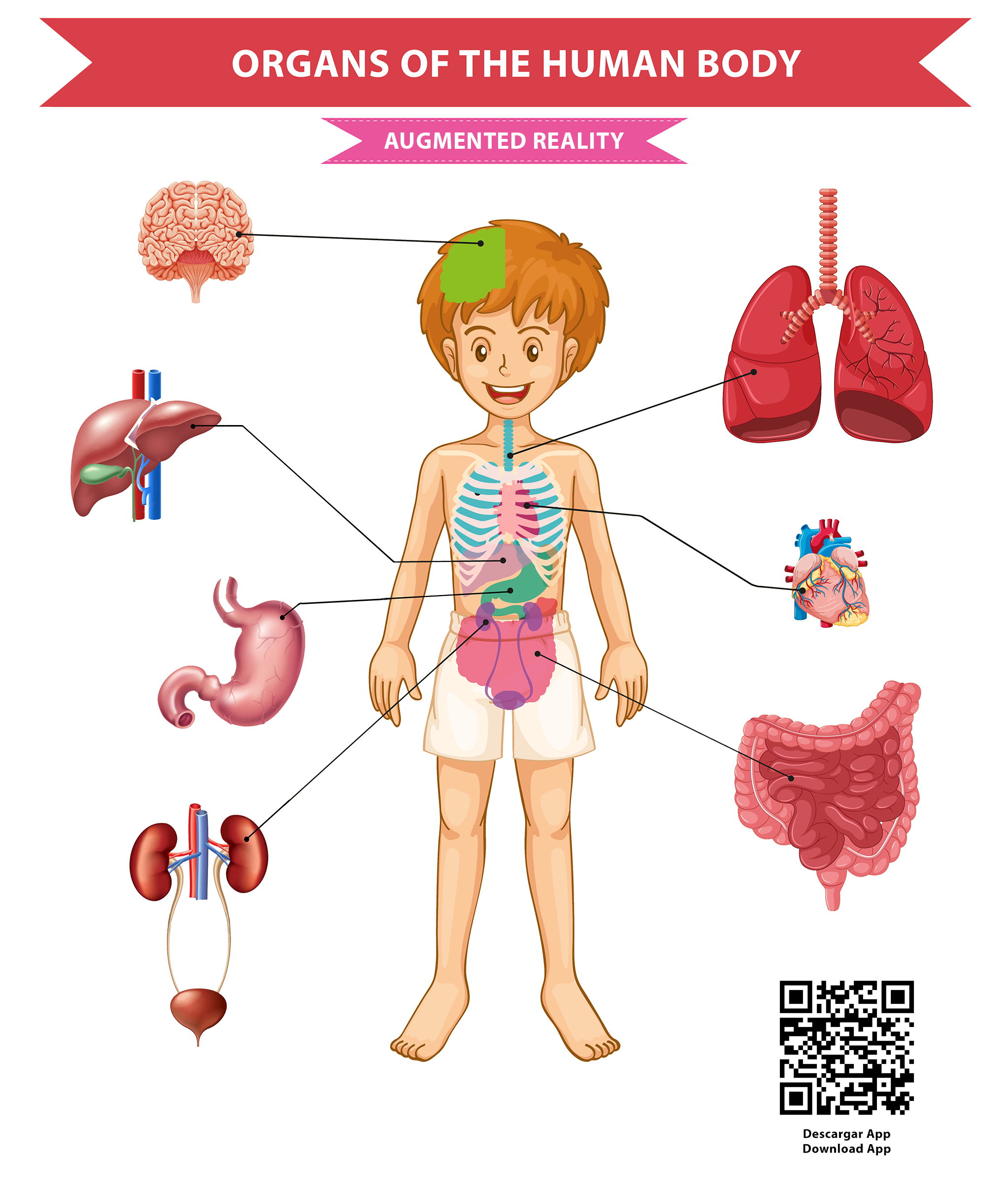 Image of boy anatomy